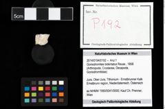 Foto (Objekt + Etikett) von Goniodromites bidentatus (Reuss, 1858)  (NHMW-GEO-2014-0194-0192)